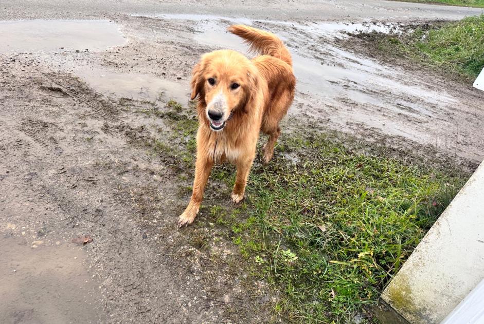 Avviso Ritrovamento Cane incrocio di razze Non conosciuta Nassiet Francia