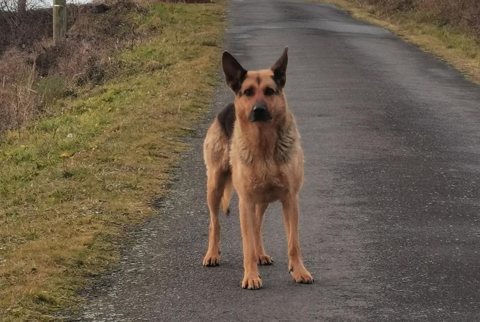 Avviso Ritrovamento Cane  Femmina Blesle Francia