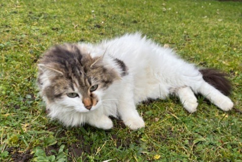 Avviso Ritrovamento Gatto  Femmina Caluire-et-Cuire Francia