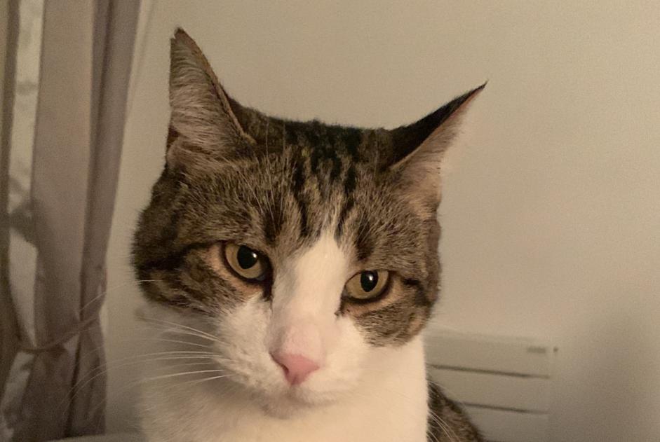 Avviso scomparsa Gatto Maschio , 10 anni Levallois-Perret Francia