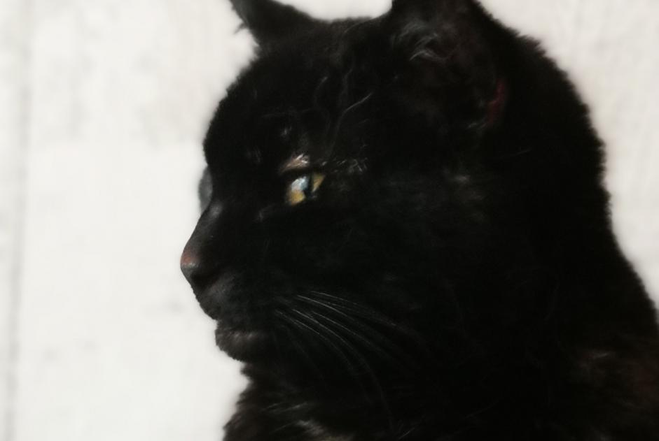 Avviso scomparsa Gatto Femmina , 15 anni Inzinzac-Lochrist Francia