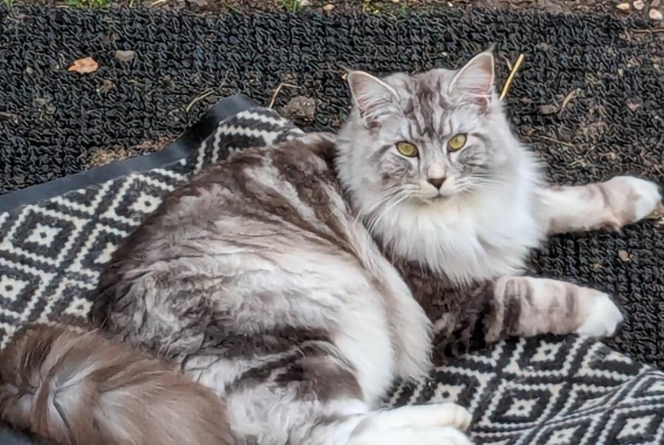 Avviso scomparsa Gatto incrocio di razze Maschio , 3 anni Sucy-en-Brie Francia