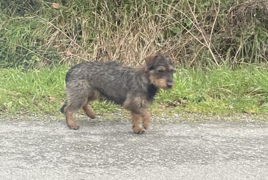 Avviso Ritrovamento Cane  Non conosciuta Chaumes-en-Retz Francia