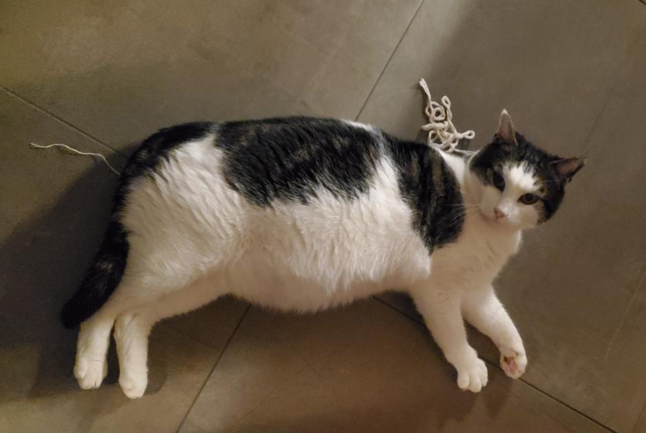 Avviso scomparsa Gatto Maschio , 7 anni Riddes Svizzera