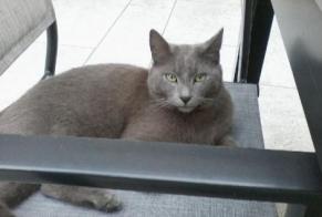 Avviso scomparsa Gatto  Maschio , 8 anni Saint-Sorlin-en-Bugey Francia