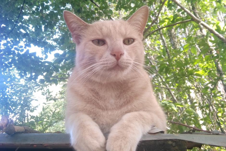 Avviso scomparsa Gatto incrocio di razze Maschio , 5 anni Beaulieu-Sous-Parthenay Francia