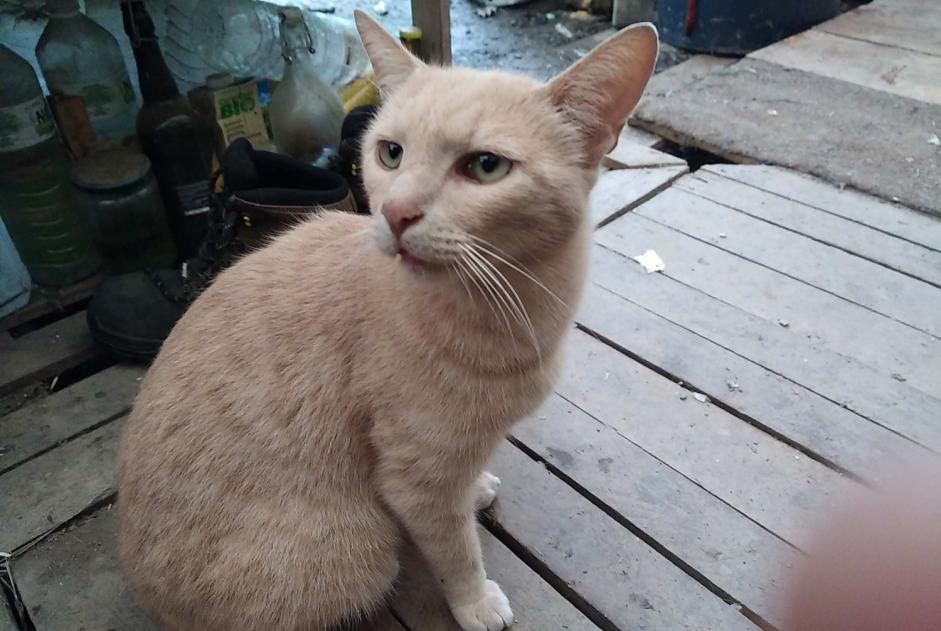 Avviso scomparsa Gatto incrocio di razze Maschio , 5 anni Beaulieu-Sous-Parthenay Francia