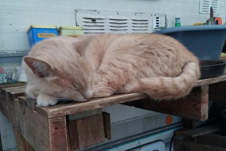 Avviso scomparsa Gatto incrocio di razze Maschio , 5 anni Beaulieu-Sous-Parthenay Francia