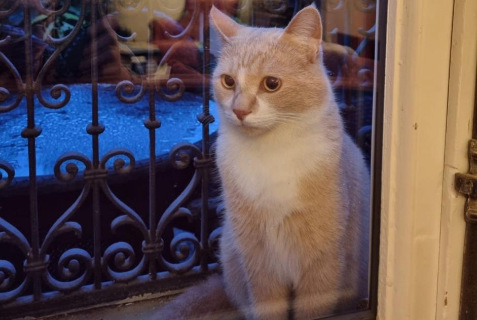 Avviso scomparsa Gatto incrocio di razze Maschio , 4 anni Montreux Svizzera