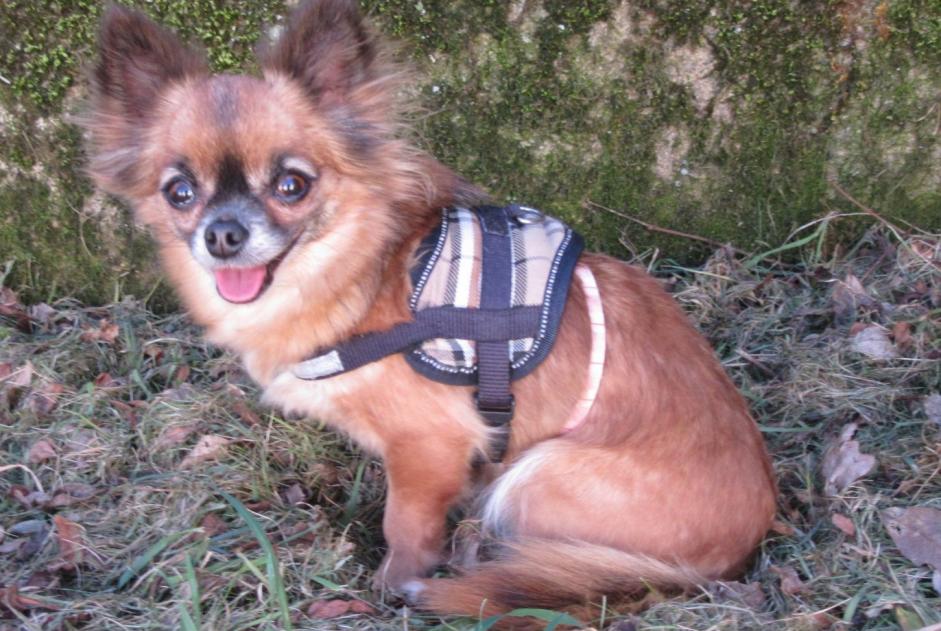 Avviso scomparsa Cane  Femmina , 7 anni Mantes-la-Ville Francia