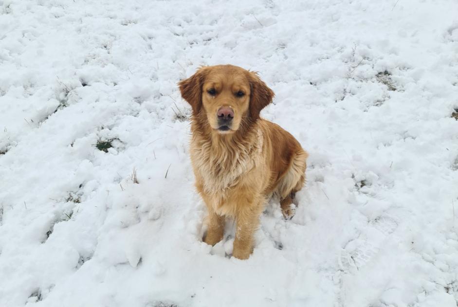 Avviso scomparsa Cane incrocio di razze Maschio , 15 anni Saint-Just-prés-Brioude Francia