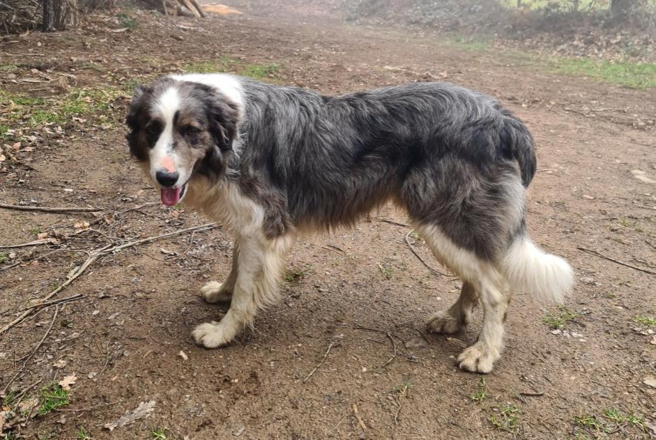 Avviso scomparsa Cane incrocio di razze Maschio , 15 anni Saint-Just-prés-Brioude Francia