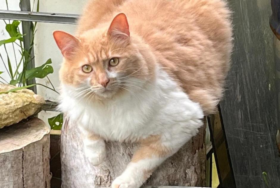 Avviso scomparsa Gatto  Maschio , 3 anni La Chapelle-aux-Chasses Francia