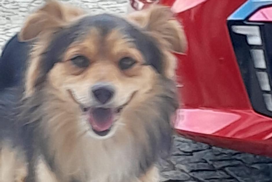 Ontdekkingsalarm Hond Mannetje Folhadela Portugal