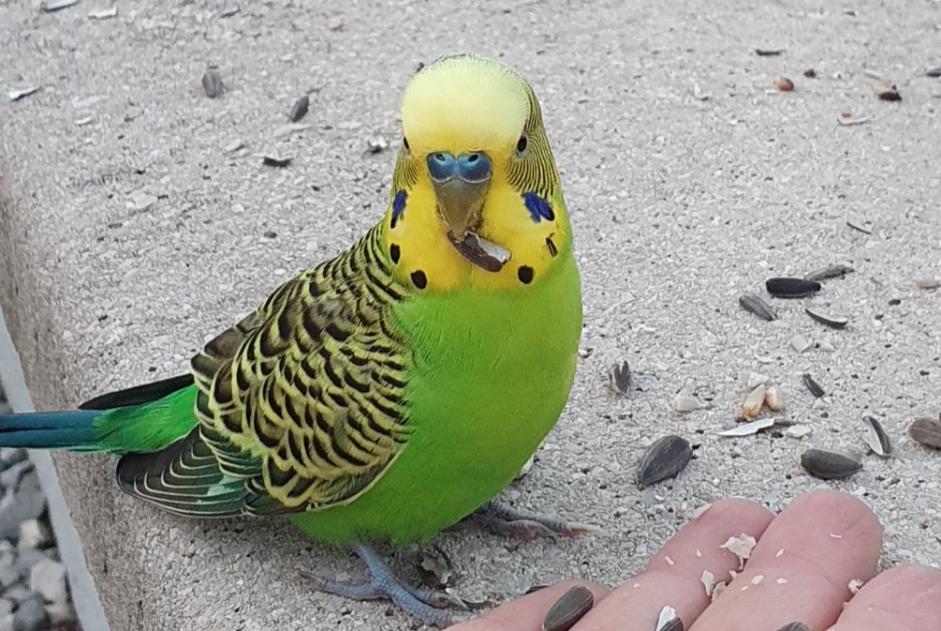 Ontdekkingsalarm Vogel Onbekend Fontain Frankrijk