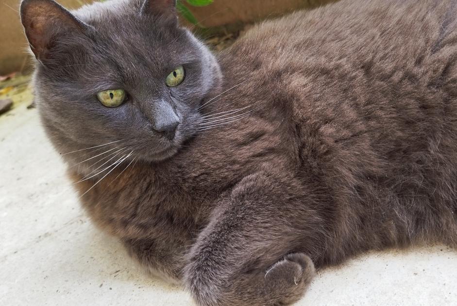 Verdwijningsalarm Kat Mannetje , 13 jaar Louviers Frankrijk