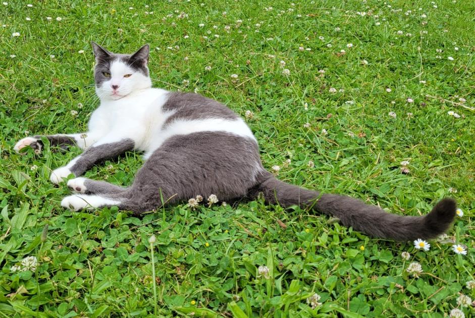 Verdwijningsalarm Kat Mannetje , 1 jaar Nantes Frankrijk