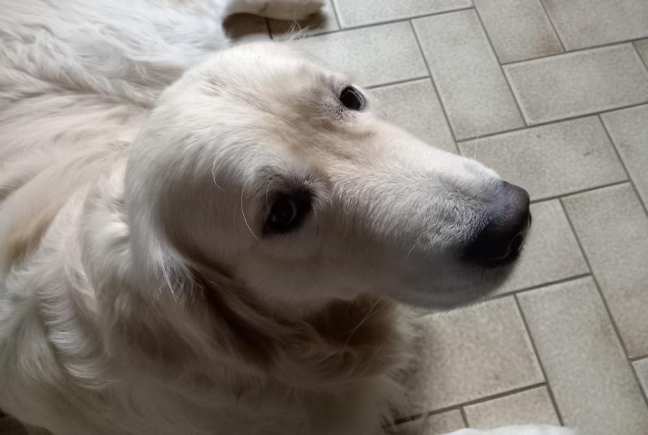 Verdwijningsalarm Hond  Mannetje , 2 jaar La Croix-Saint-Ouen Frankrijk