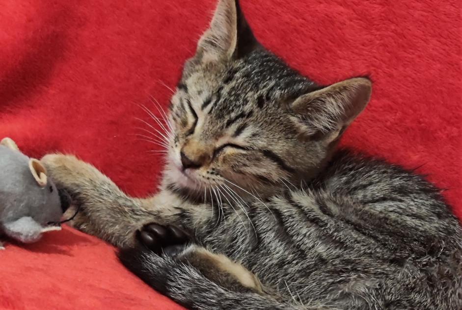 Ontdekkingsalarm Kat Mannetje , Tussen 1 en 3 maanden Bastia Frankrijk