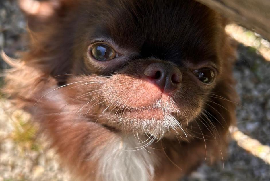 Verdwijningsalarm Hond rassenvermenging Mannetje , 1 jaar Villiers-sur-Marne Frankrijk