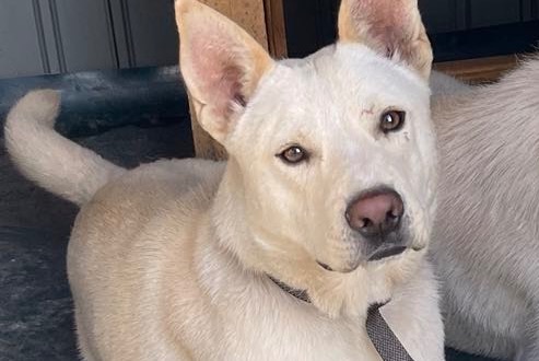 Verdwijningsalarm Hond  Mannetje , 2 jaar Polaincourt-et-Clairefontaine Frankrijk