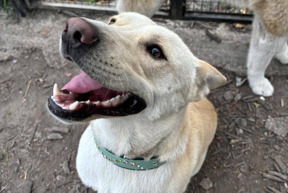 Verdwijningsalarm Hond  Mannetje , 2 jaar Polaincourt-et-Clairefontaine Frankrijk