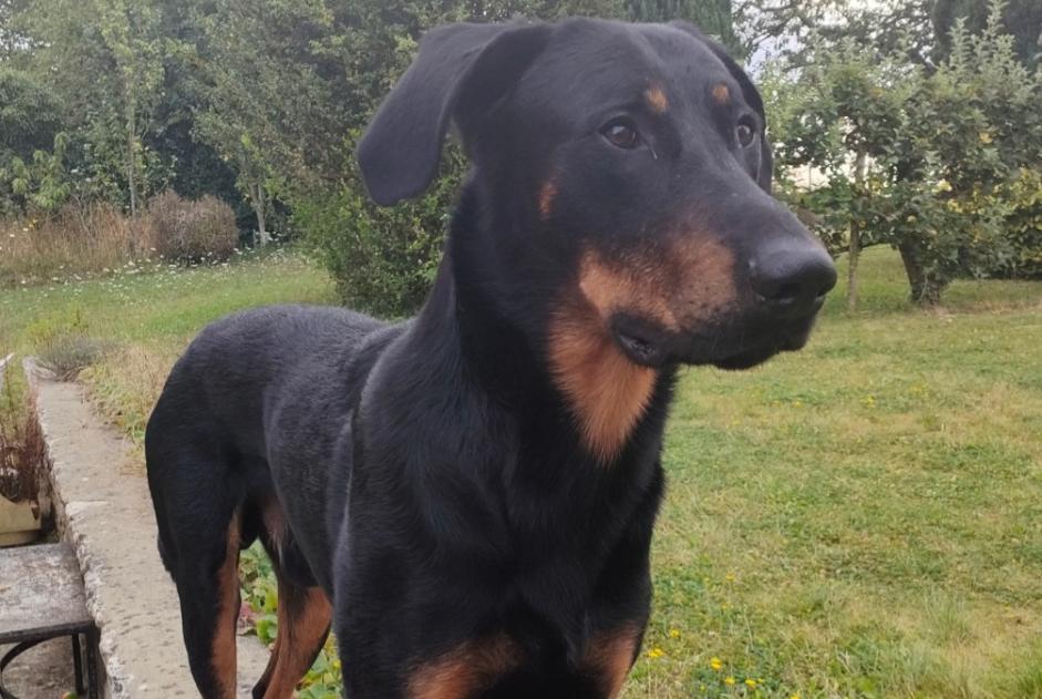 Verdwijningsalarm Hond  Mannetje , 4 jaar Melun Frankrijk