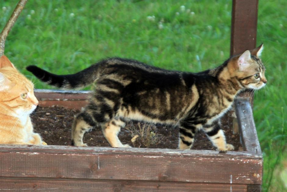 Verdwijningsalarm Kat  Vrouwtje , 0 jaar Narrosse Frankrijk