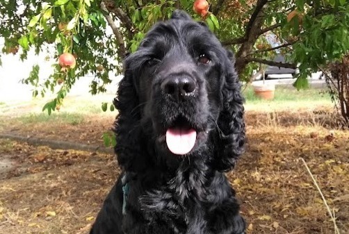 Verdwijningsalarm Hond  Mannetje , 4 jaar Seysses Frankrijk