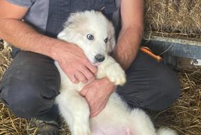 Verdwijningsalarm Hond  Mannetje , 2024 jaar Castéra-Vignoles Frankrijk