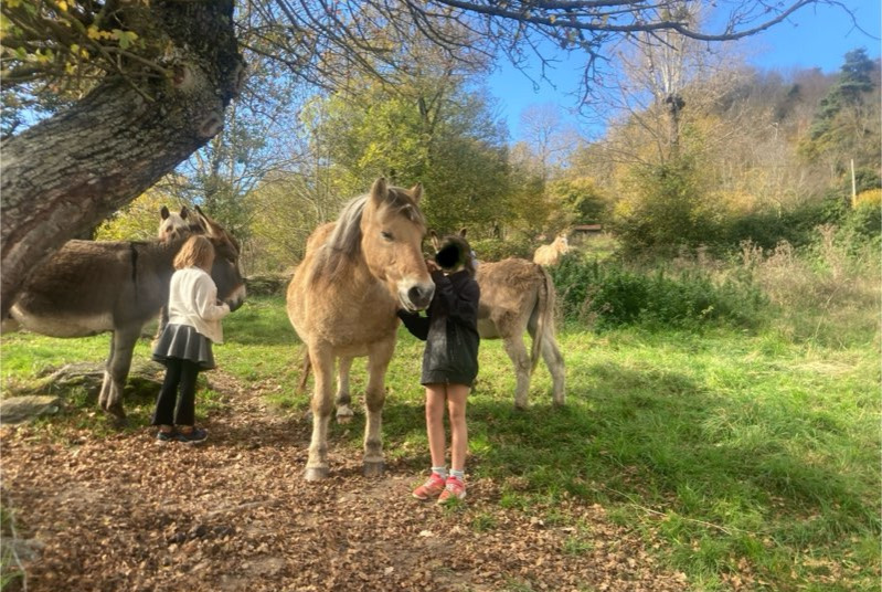 Verdwijningsalarm Paard Mannetje , 2025 jaar Retournac Frankrijk