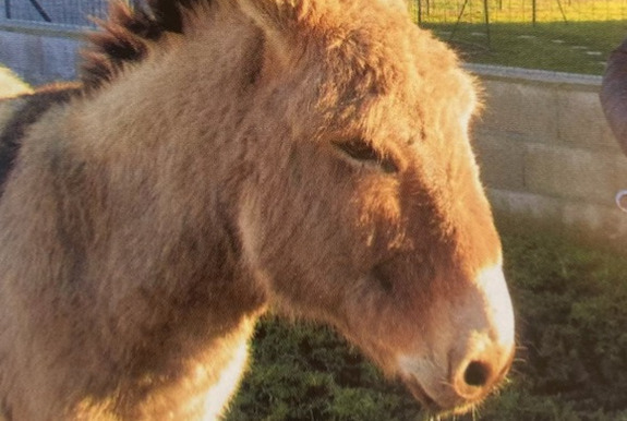 Verdwijningsalarm Paard Mannetje , 2025 jaar Retournac Frankrijk