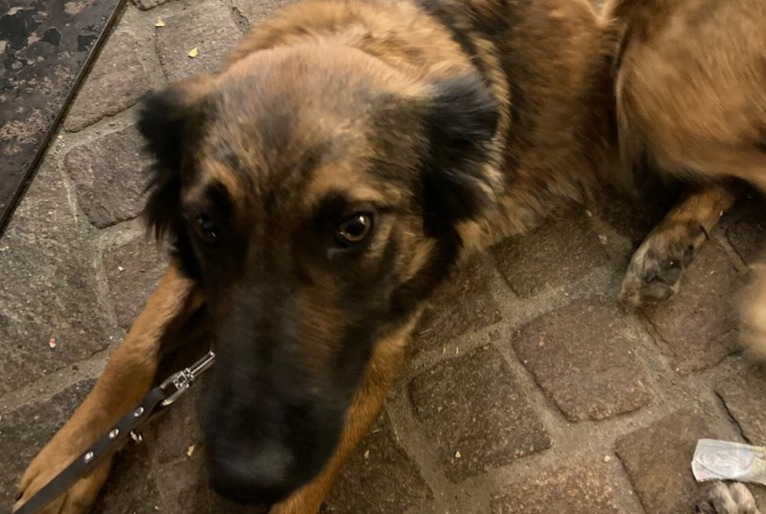 Verdwijningsalarm Hond rassenvermenging Vrouwtje , 2 jaar Châteauroux-les-Alpes Frankrijk