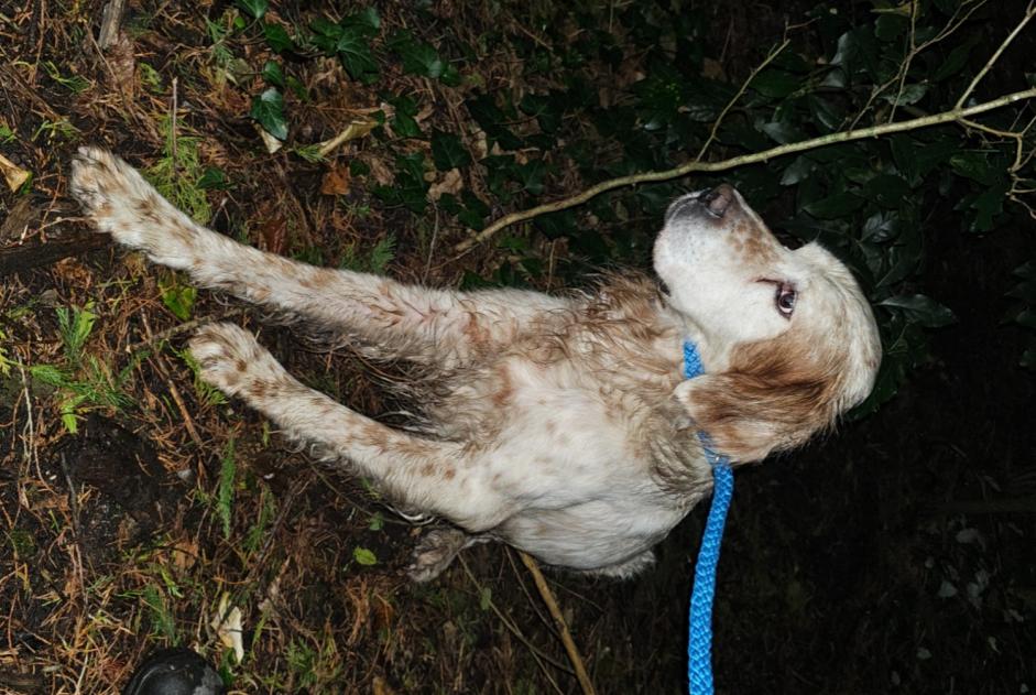 Ontdekkingsalarm Hond  Mannetje Vannes Frankrijk