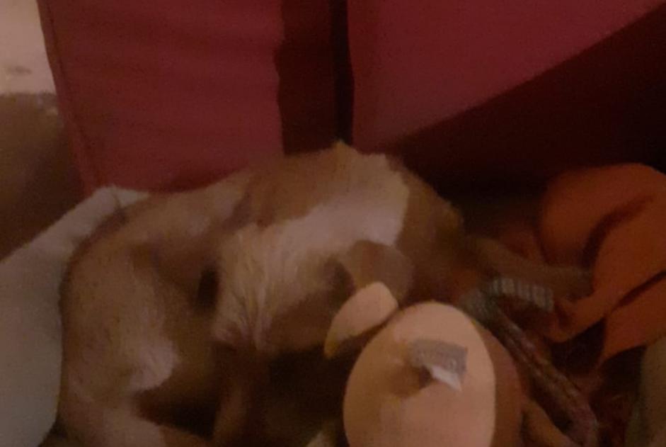 Verdwijningsalarm Hond  Vrouwtje , 1 jaar Seyssel Frankrijk