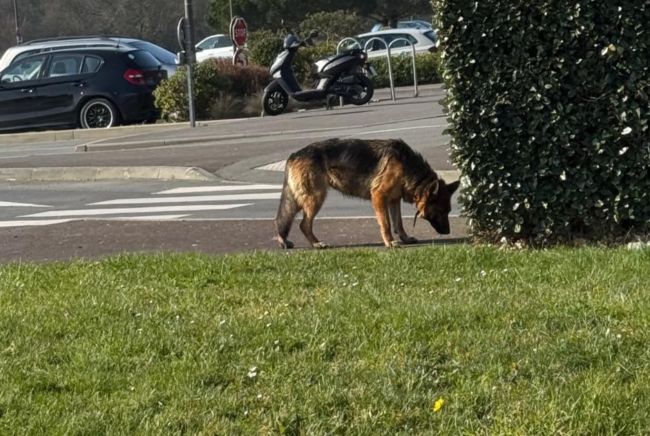 Ontdekkingsalarm Hond  Mannetje Dinard Frankrijk