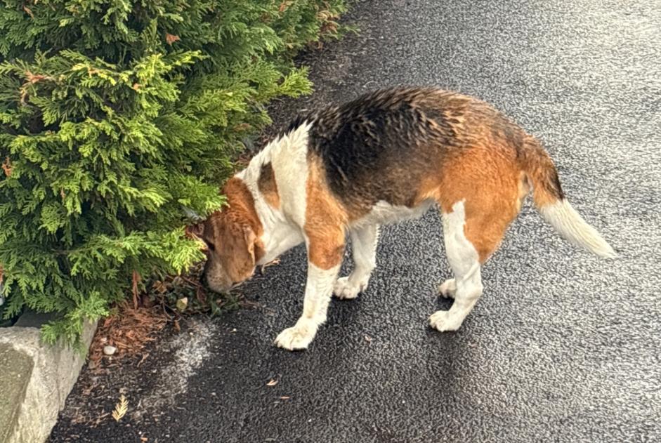 Ontdekkingsalarm Hond  Mannetje Lyon Frankrijk