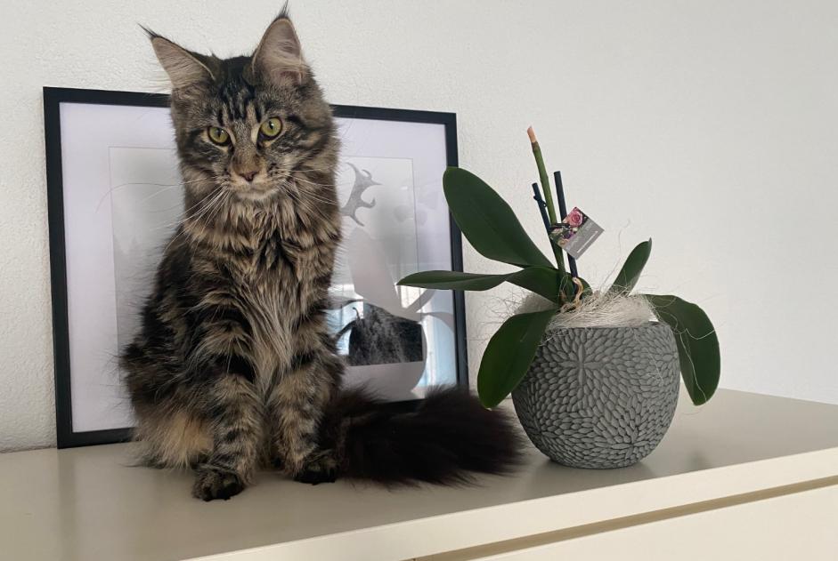 Alerta desaparecimento Gato cruzamento Fêmea , 4 anos Gunzgen Switzerland