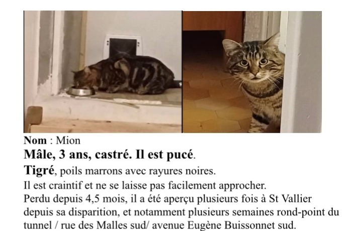 Alerta desaparecimento Gato Macho , 4 anos Valence France