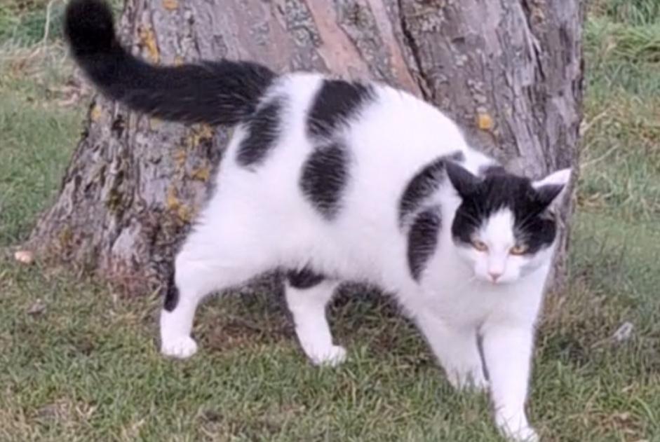 Alerta desaparecimento Gato Macho , 1 anos Treytorrens (Payerne) Switzerland