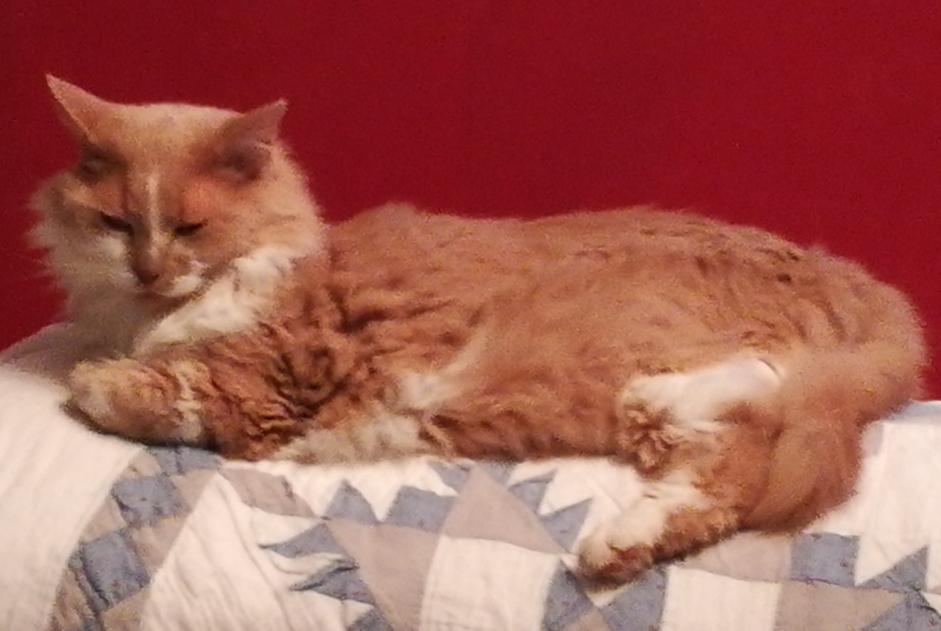 Alerta desaparecimento Gato cruzamento Macho , 13 anos Plescop France