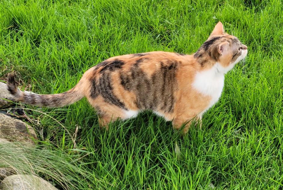 Alerta desaparecimento Gato  Fêmea , 1 anos Saverdun France