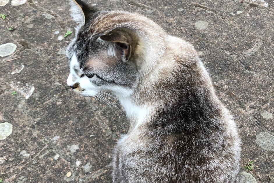 Alerta desaparecimento Gato cruzamento Macho , 4 anos Le Lesme France