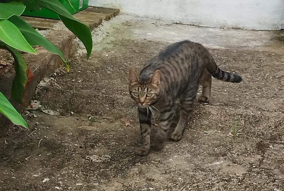 Alerta desaparecimento Gato Fêmea , 2 anos La Montagne France