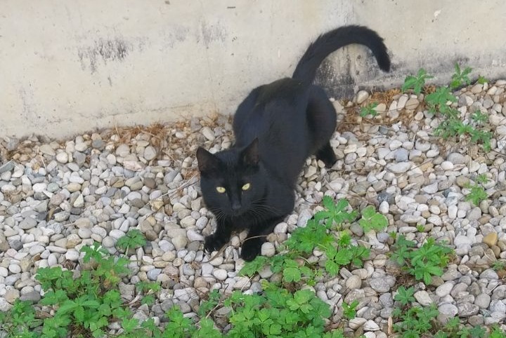 Alerta desaparecimento Gato Macho , 13 anos Saint-Martin-d'Hères France