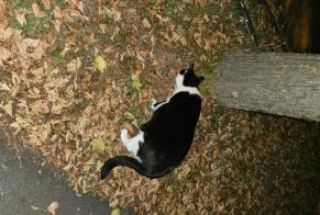 Alerta descoberta Gato Fêmea München Germany