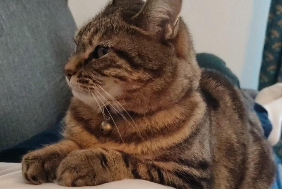 Alerta desaparecimento Gato Fêmea , 6 anos Le Plessis-Trévise France