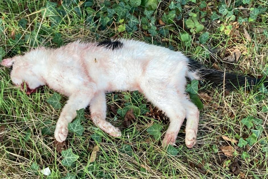 Alerta descoberta Gato Desconhecido Vernier Switzerland