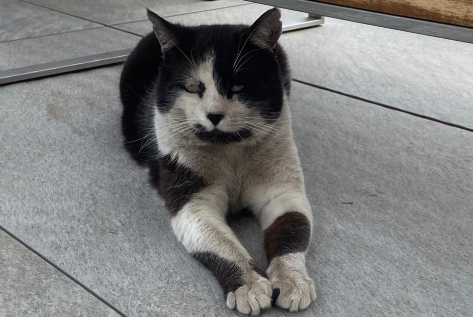 Alerta desaparecimento Gato Macho , 12 anos Genolier Switzerland