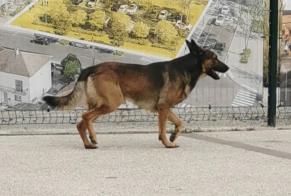 Alerta descoberta Cão  Macho Nîmes France